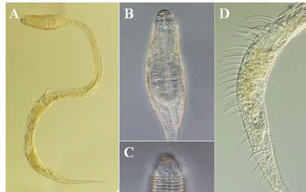 Paradraconema jejuense, DIC photomicrographs, female, lateral view