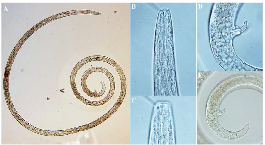 Lirthomoeus elongates, DIC photomicrographs, male, lateral view