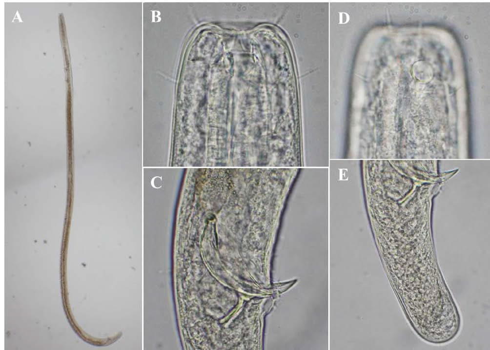 Paralinhomoeus gerlachi, DIC photomicrographs, male, lateral view