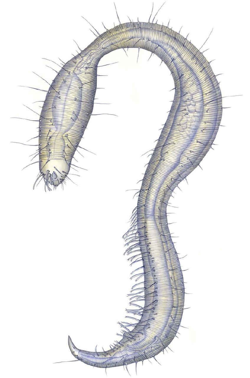 Dracograllus gosanensis Rho & Min, 2011 고산자루용선충