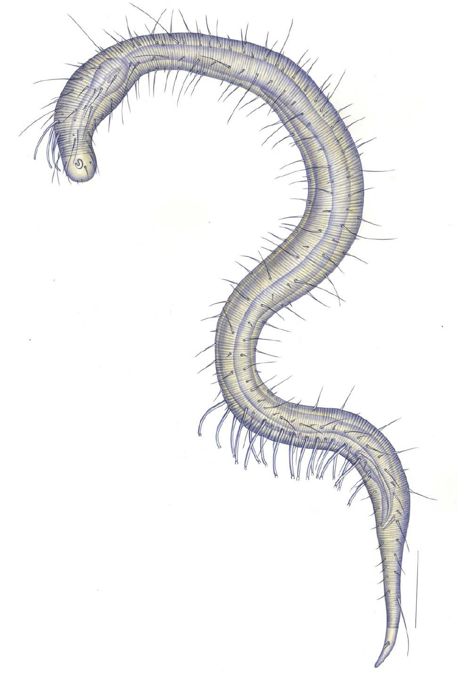 Prochaetosoma youngdeokertse Rho & Min, 2011 영덕긴털용선충