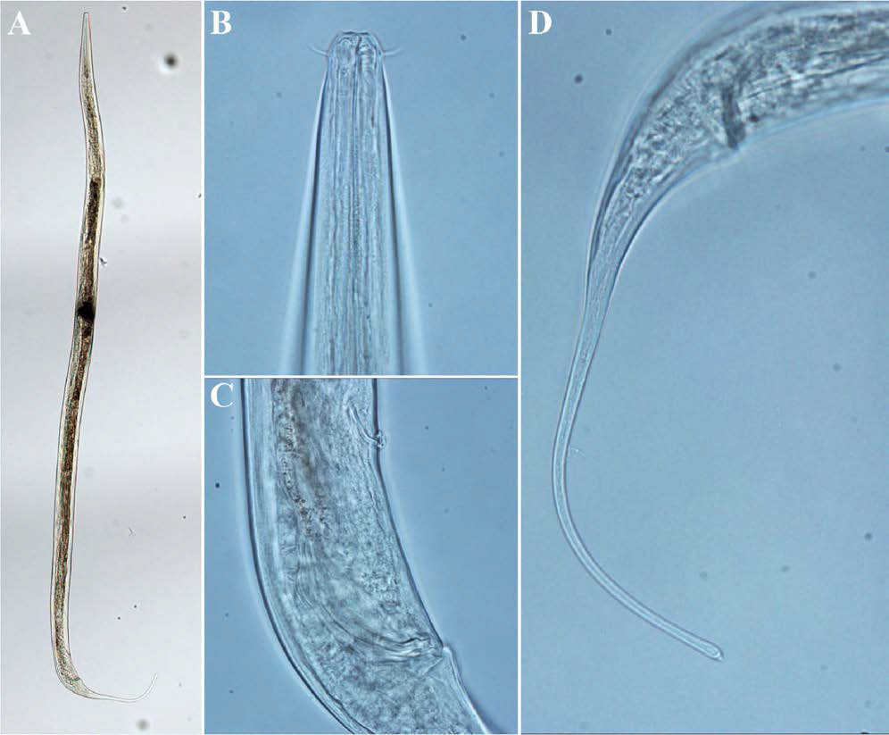 Anticoma columba, DIC photomicrographs, male, lateral view