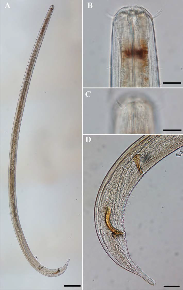 Enoplus meridionalis, DIC photomicrographs, male, lateral view