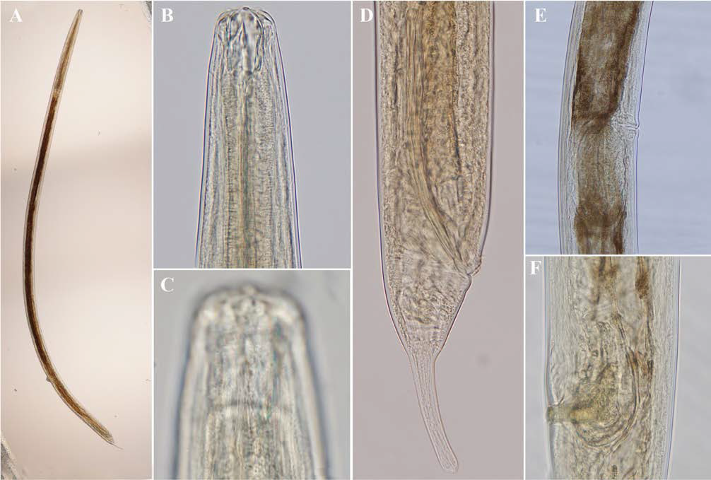 Adoncholaimus daikokuensis, DIC photom icrograsphs of m ale(A-D) and female(E-F), lateral view