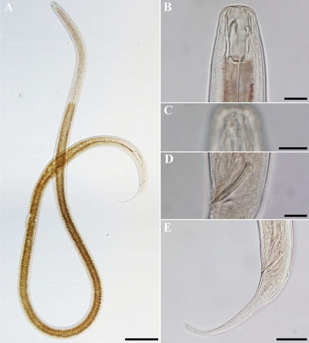 Viscosia wieseri, DIC photomicrographs, male, lateral view