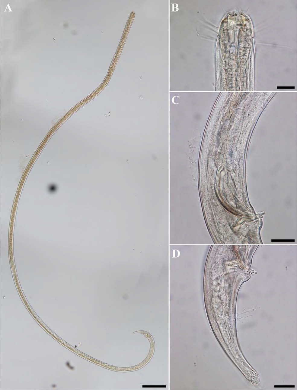 Enoplolaimus vulgaris, DIC photomicrographs, male, lateral view