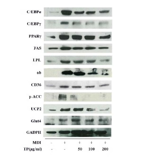 Expression of adipogenic related genes in 3T3—L1 cells by Western blotting