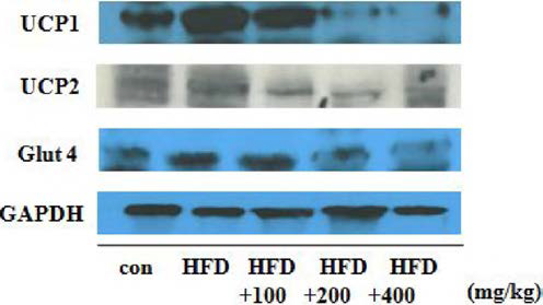 Expression of adipogenic related genes in mice liver tissue by Western blotting