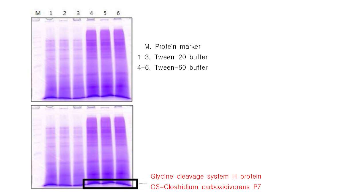 Separated proteins profile map from desalinated tuna cooking drip.