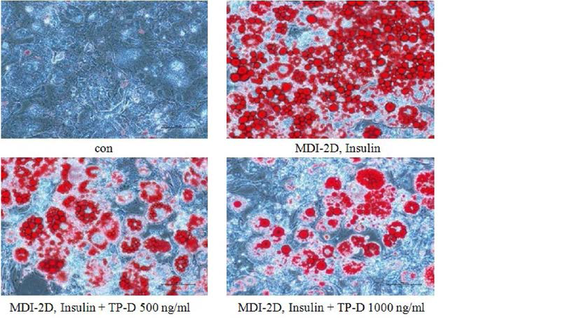 Effect of TP-D on lipid accumula仕on in 3T3-L1 cells. 3T3-L1 cells were treated with TP-D at various concentration (500 and 1000 ng/mL) for 48 h. Lipid droplets were measured by Oil red O staining.