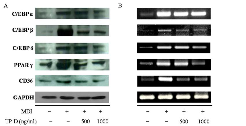 Change of expression genes in 3T3-L1 cells by treated TP-D (500 and 1000 ng/mL) for 48 h.