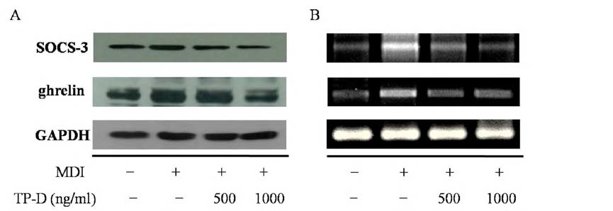 Change of expression genes in 3T3-L1 cells by treated TP-D (500 and 1000 ng/mL) for 48 h.