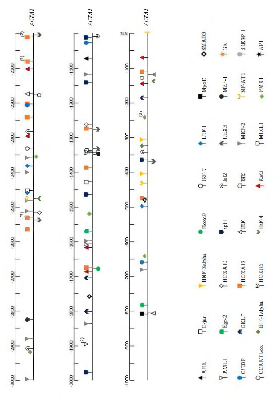 Biomformatic prediction of transcription factor binding motifs in loach actA1 5′-upstream flanking region
