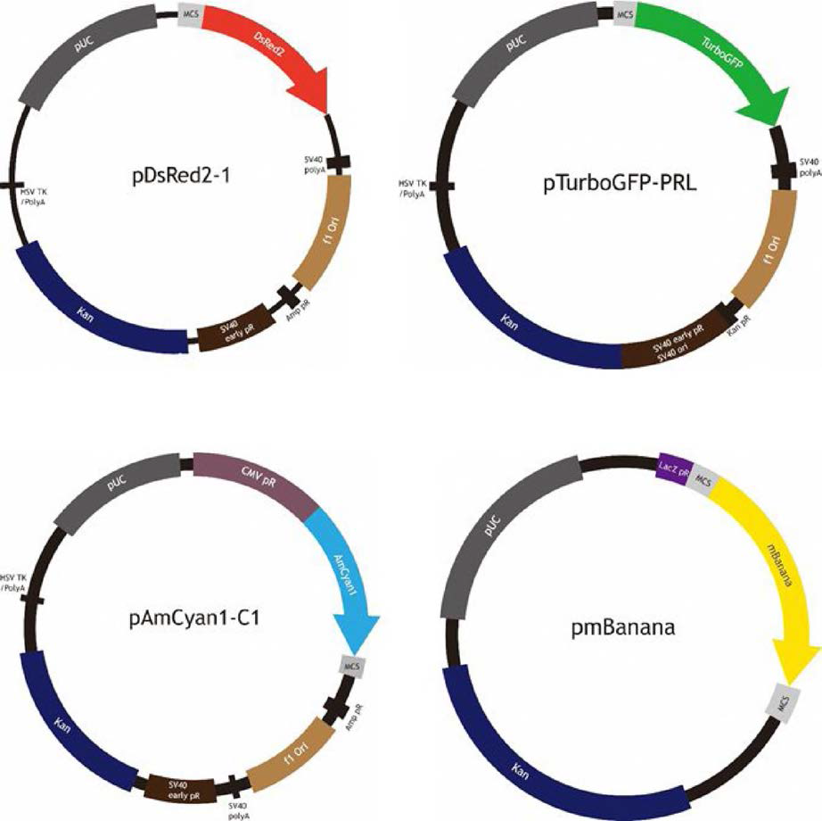 Summarized maps for plasmid vectors subjected to the construction of fluorescent expression vectors driven by loach gene promoter