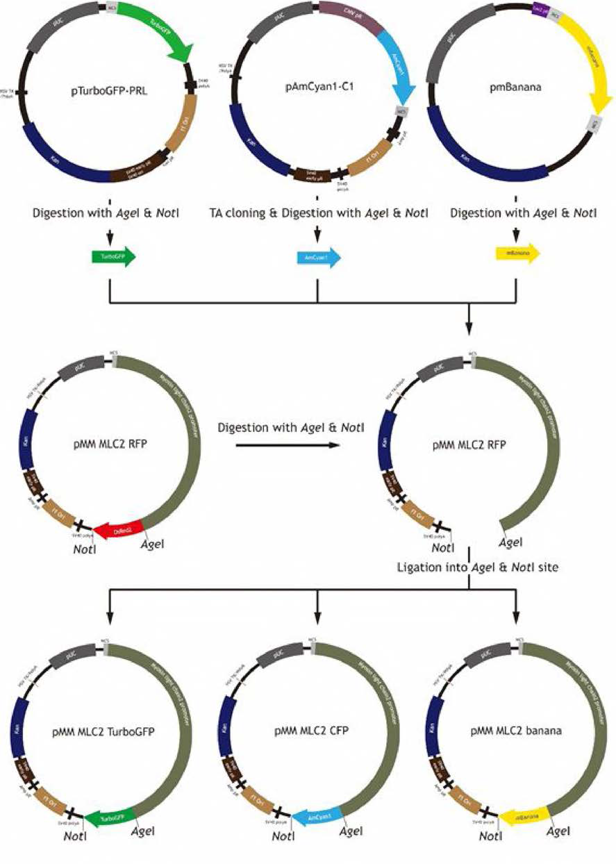 Cloning strategy to construct fluorescent transgenes driven by loach mlc2f promoter