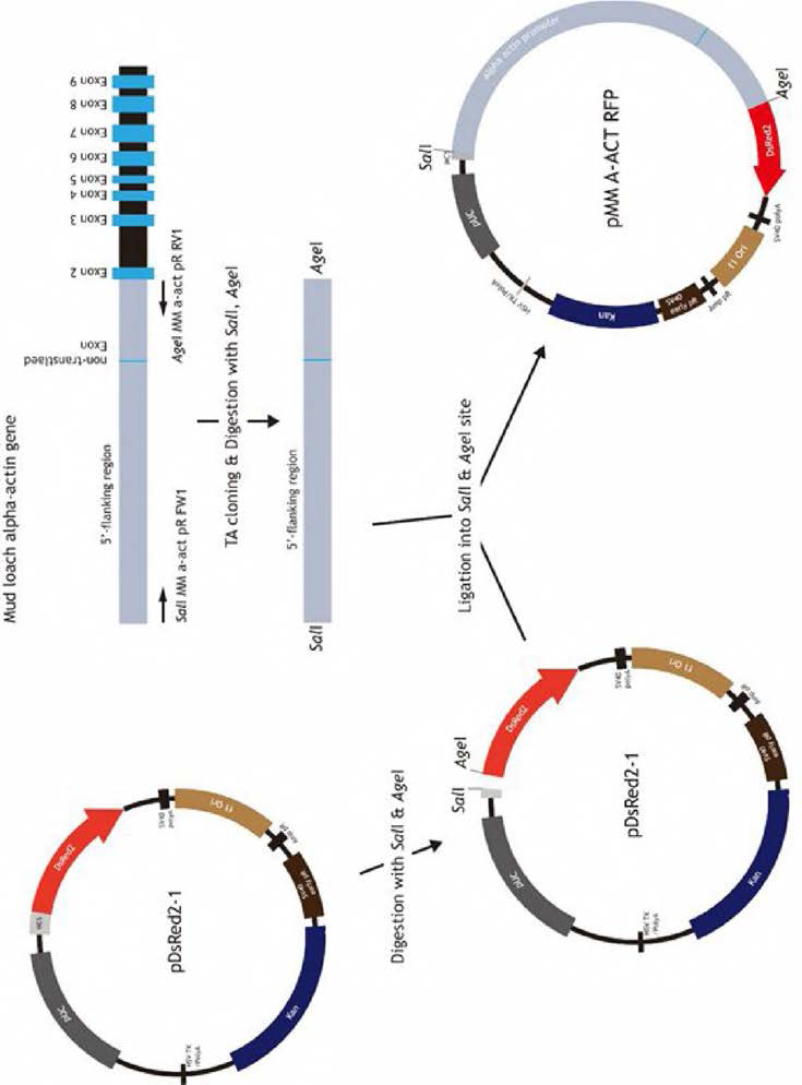 Cloning strategy to construct pmmA-ACTRFP transgene