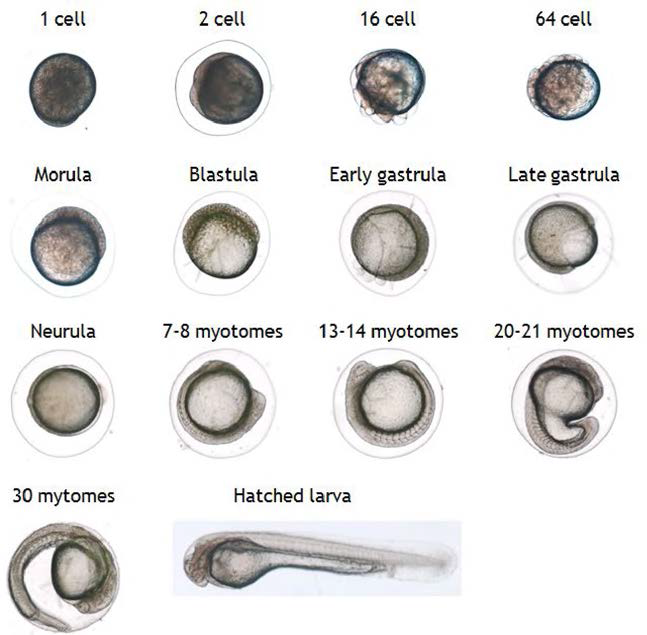 An image guide to show developmental stages of albino cyprinid loach embryos