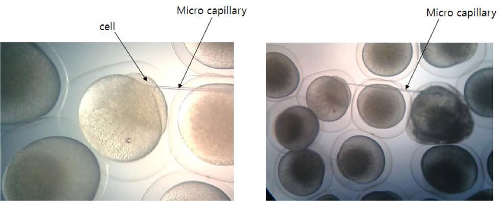 Representative microphotographs showing the microinjection into loach embryos.