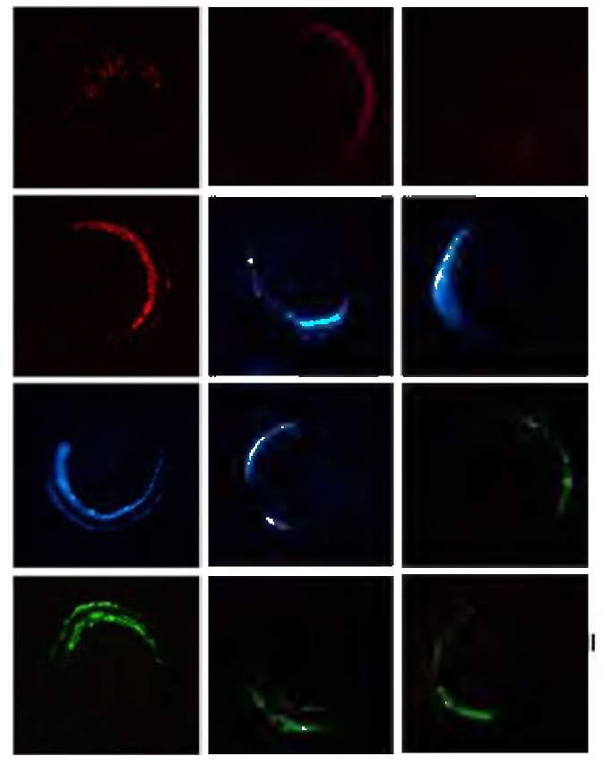 Muscle-specific expression of fluorescent transgenes in loach embryos microinjected with different fluorescent constructs