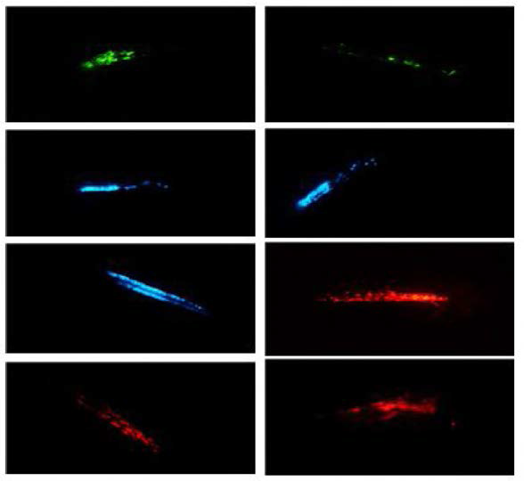 Detection of transgenically expressed fluorescent signals in muscles of hatched loach larvae developed from embryos microinjected with fluorescent reporter construct driven by mlc2f promoter