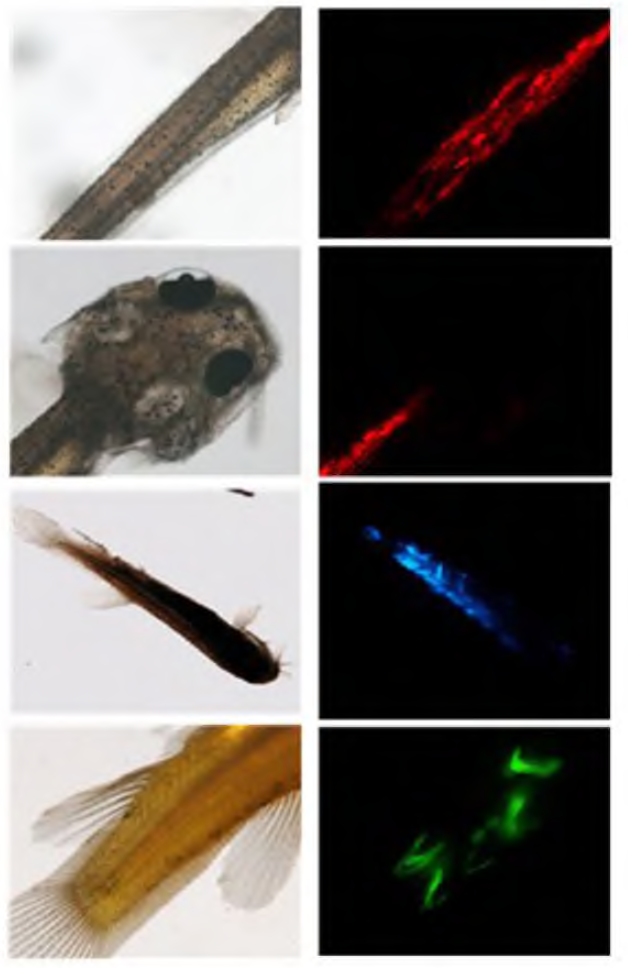 Persisted expression of different fluorescent proteins m loach fry developed from embryos microinjected with RFP, CFP or GFP transgene