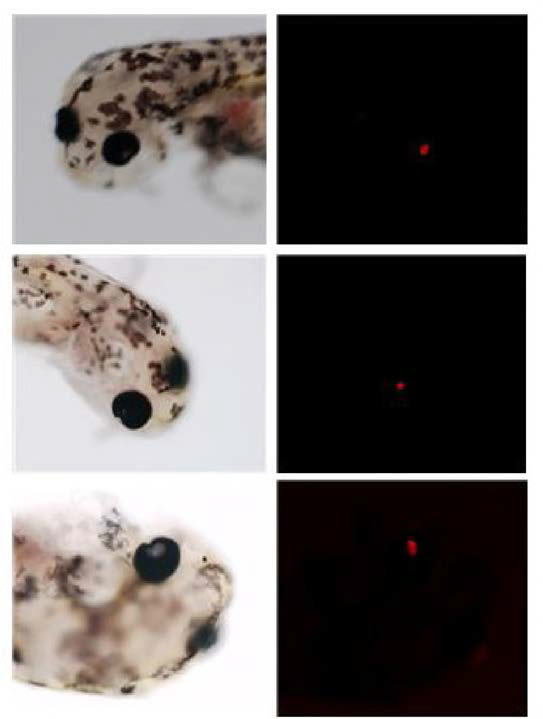 Eye lens-specific expression of RFP signal in loach larvae developed from embryos microinjected with pmm3-CRYB1RFP
