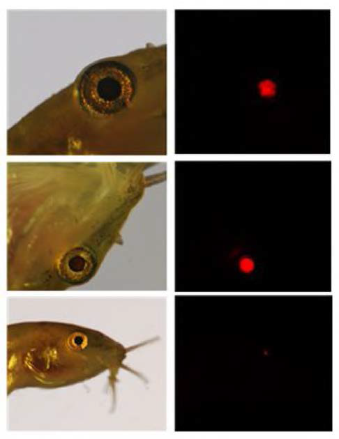 Persistence of RFP signals in the eye lens of pmm3-CRYB1RFP-transgenic loach fry