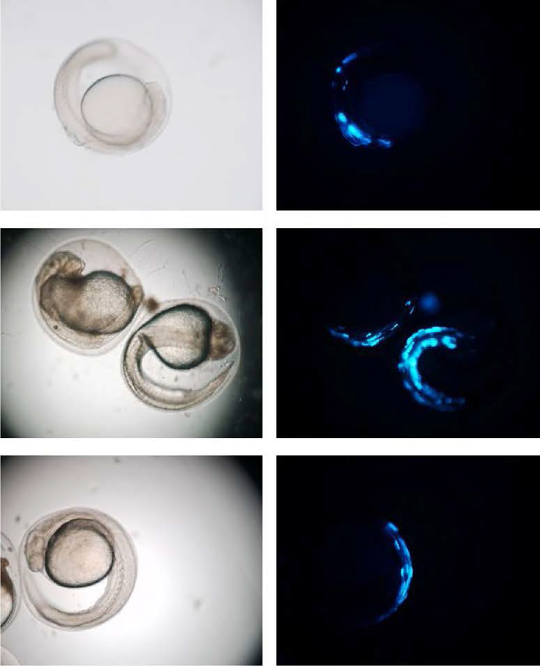 Transgenic CFP signals visualized in muscle part of developing loach embryos injected with pmmMLC2CFP construct