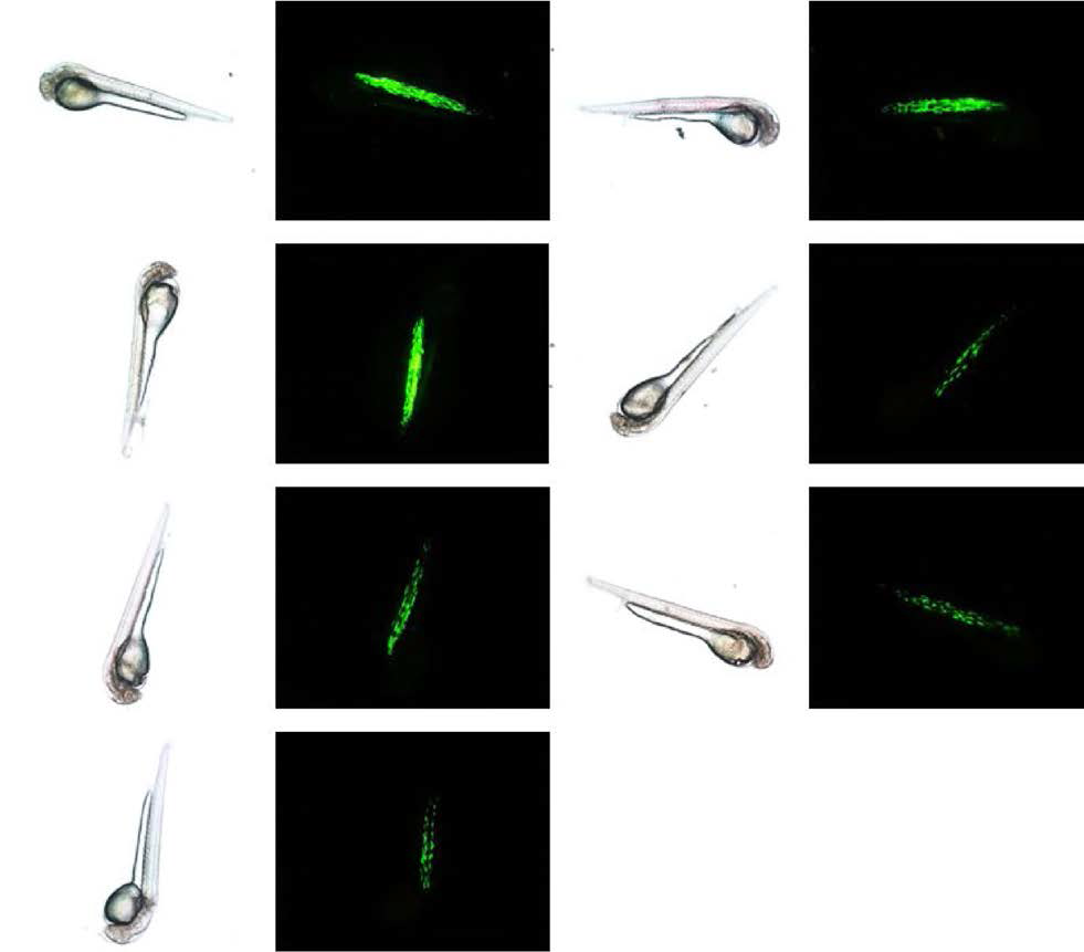 Transgenic GFP signals visualized in muscles of albino loach larvae developed from embryos microinjected with pmmMLC2GFP construct