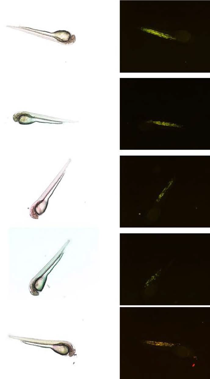 Transgenic YFP signals visualized in muscles of albino loach larvae developed from embryos microinjected with pmmMLC2YFP construct