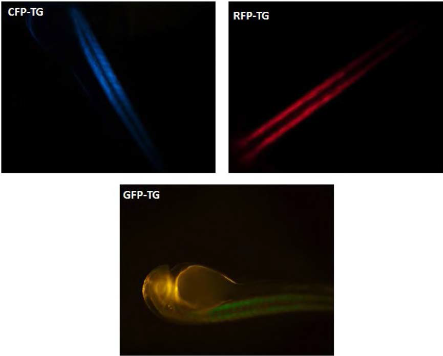 Uniform distribution of fluorescent signals in muscles of transgenic F1 progeny