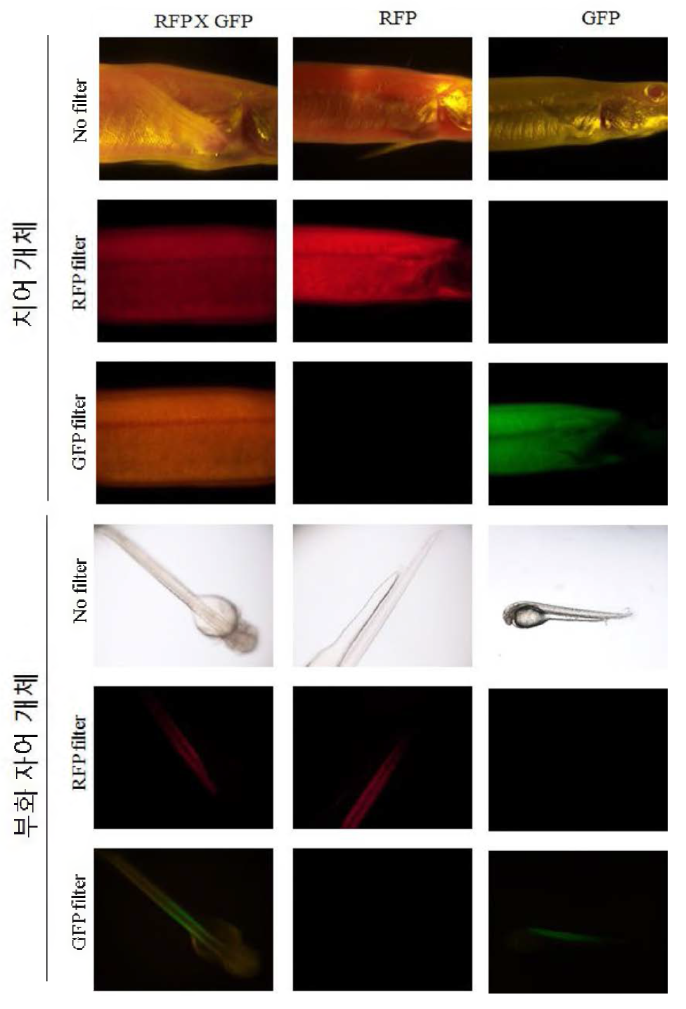 Co-expression of RFP and GFP m muscles of transgenic albino loaches