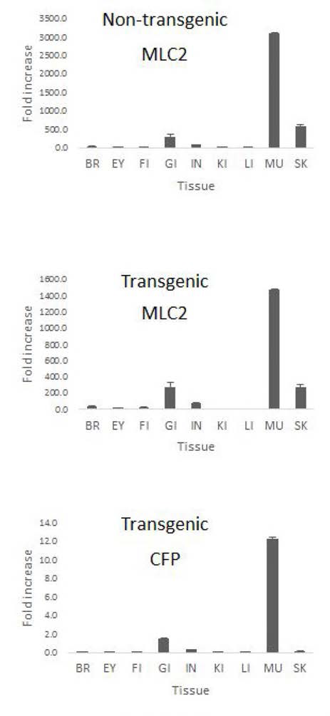 RT-qPCR assay to examine the tissue distribution and expression levels of mlc2/CFP-transgene mRNAs in comparison with those of endogenous mlc2f gene in tissues of transgenic loaches