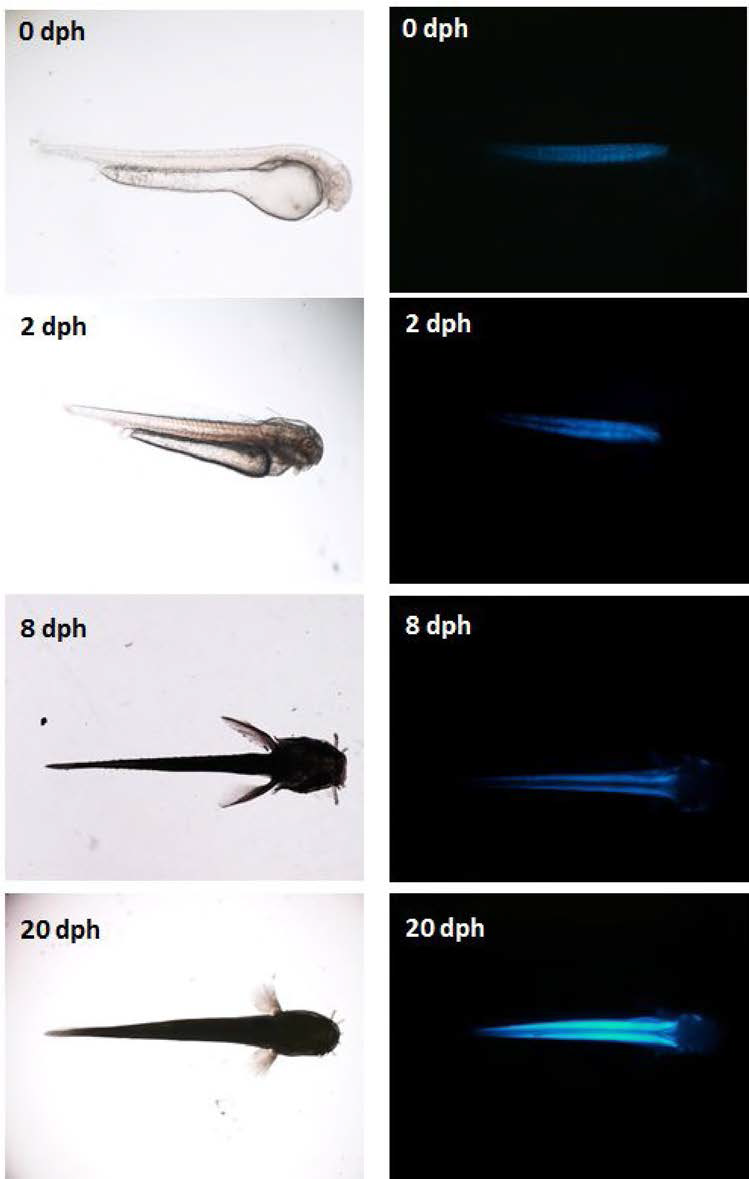 Expression pattern of mlc2f.CFP transgene during early ontogenic development of albino loach