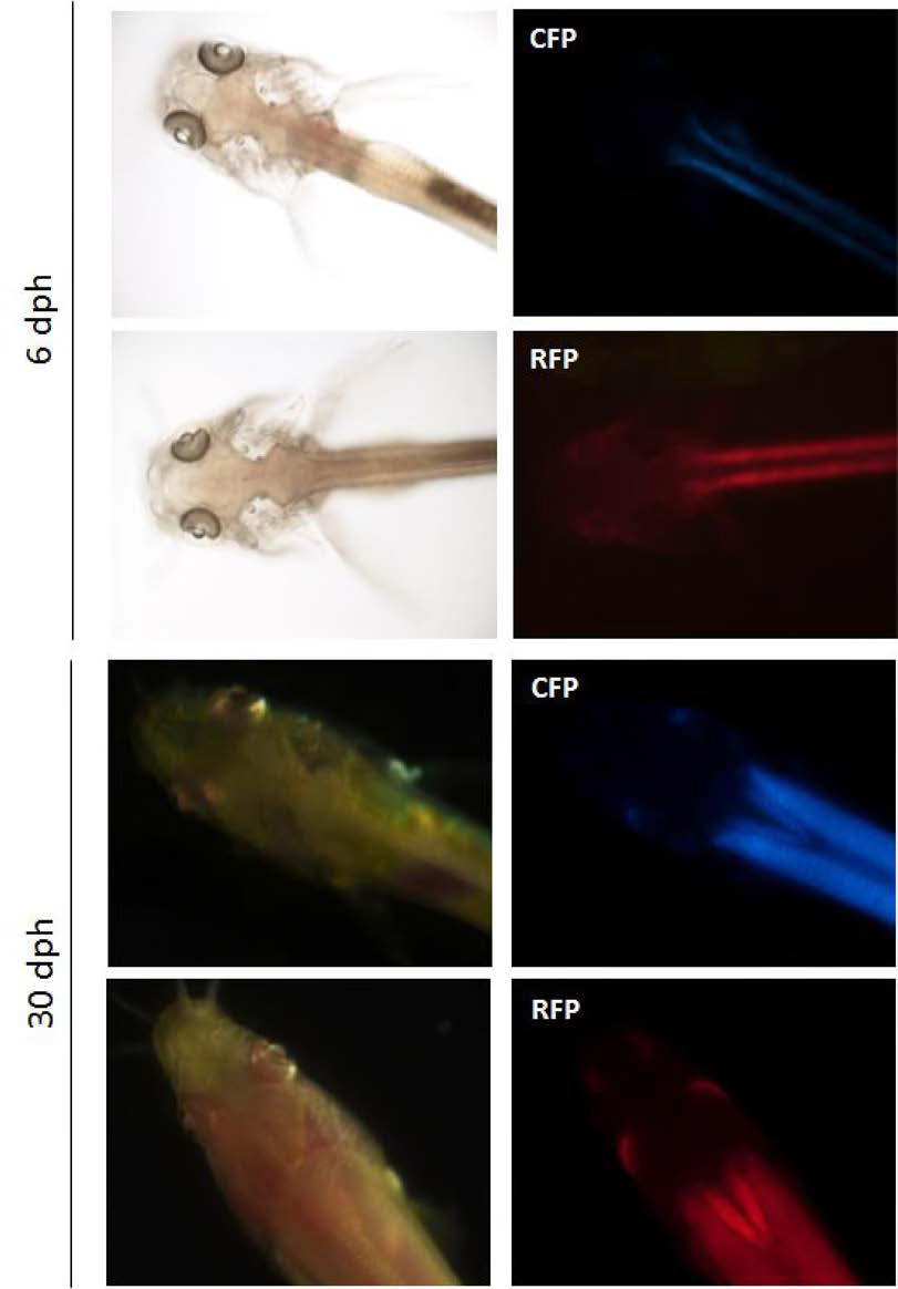 Muscular expression o f CFP- and RFP-transgene in albino loach fry