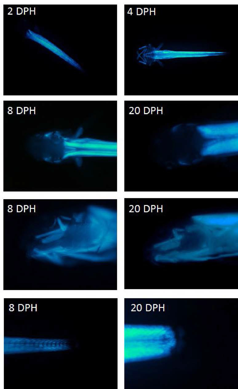 Progressive development of CFP transgenic signals with ages in selected CFP transgenic loach strain