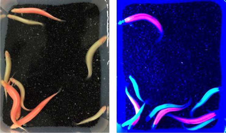 Fluorescent expression characteristics of CFP- and RFP-transgenic albino loaches under daylight (left) and blue-LED (right) illumination conditions