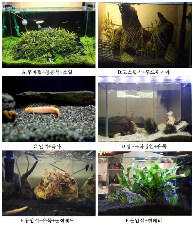 Aquarium tank with aquatic plant stone tree