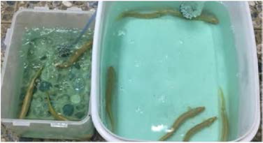 Captured broodstocks in the quarantine tank