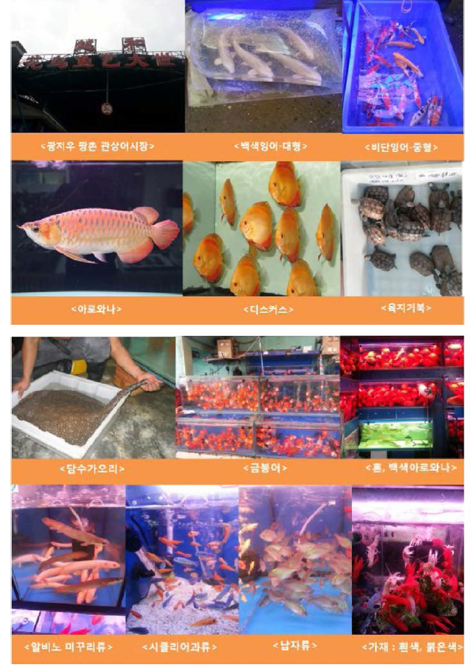A major freshwater aquarium fish in the Pangchun market in China