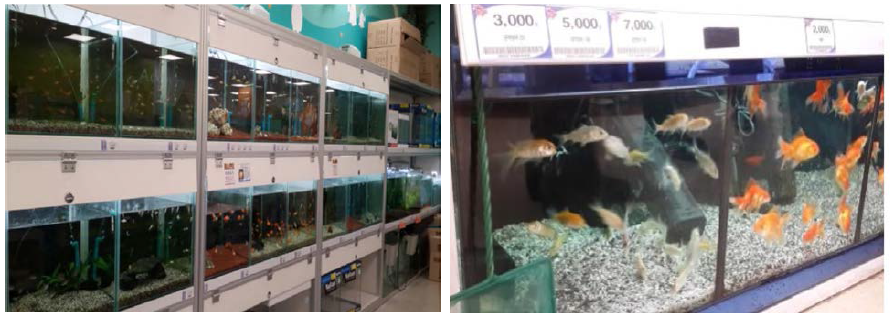 The aquarium of wholesale department store