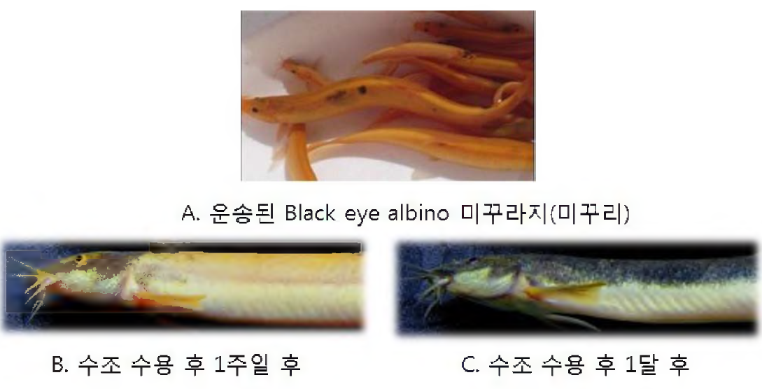 Body color variation of black eyed albino loach