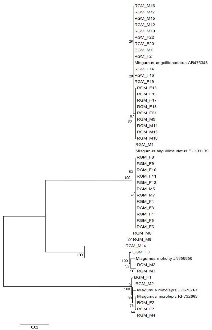 CytB gene tree for albino loach (NJ)