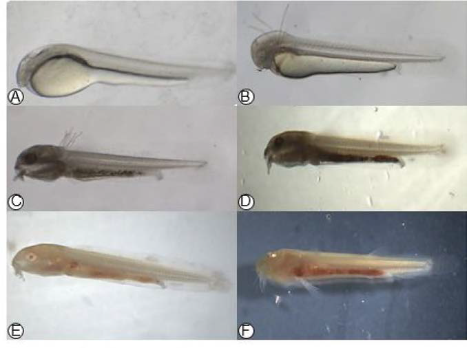 The development process of larvae and fry for albino loach