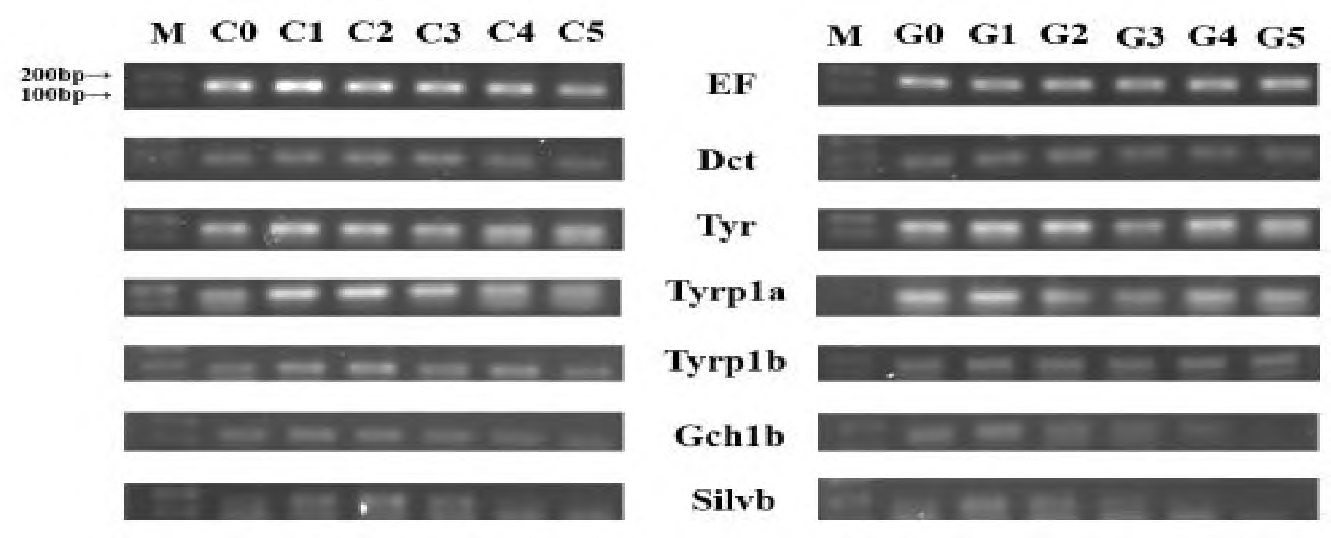 RT-PCR from immediately after hatching (C0 and G0) to 5 days after hatching (C5 and G5) in the loach control and albino groups