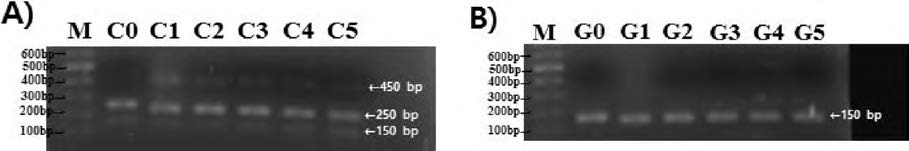 PCR results of the exon 22, 24 sequence of the Oca2 gene between control ⑷ and albino group (B)