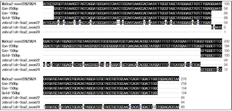Comparison of the sequencing results for Oca2 gene at exon 22, 23