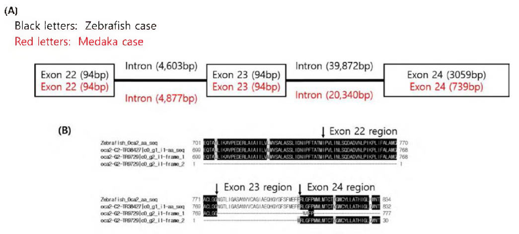 Sequence comparison of exon 22, 23, 24 for loach and zebrafish.