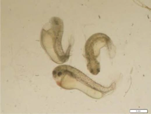 Haploid syndrome of haploid larvae