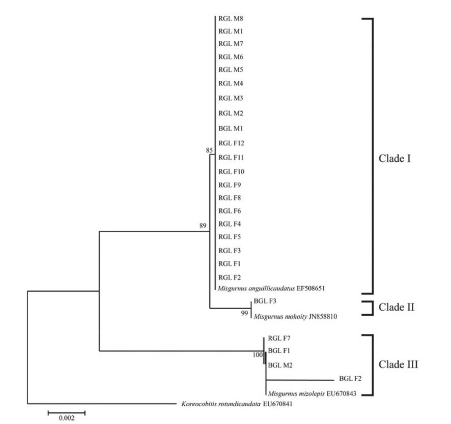 Phylogenetic tree o f Kimura-2 parameter model showing phylogenetic relationship in genus Misgurnus based on Recombination Activating Gene (RAG ) sequence data